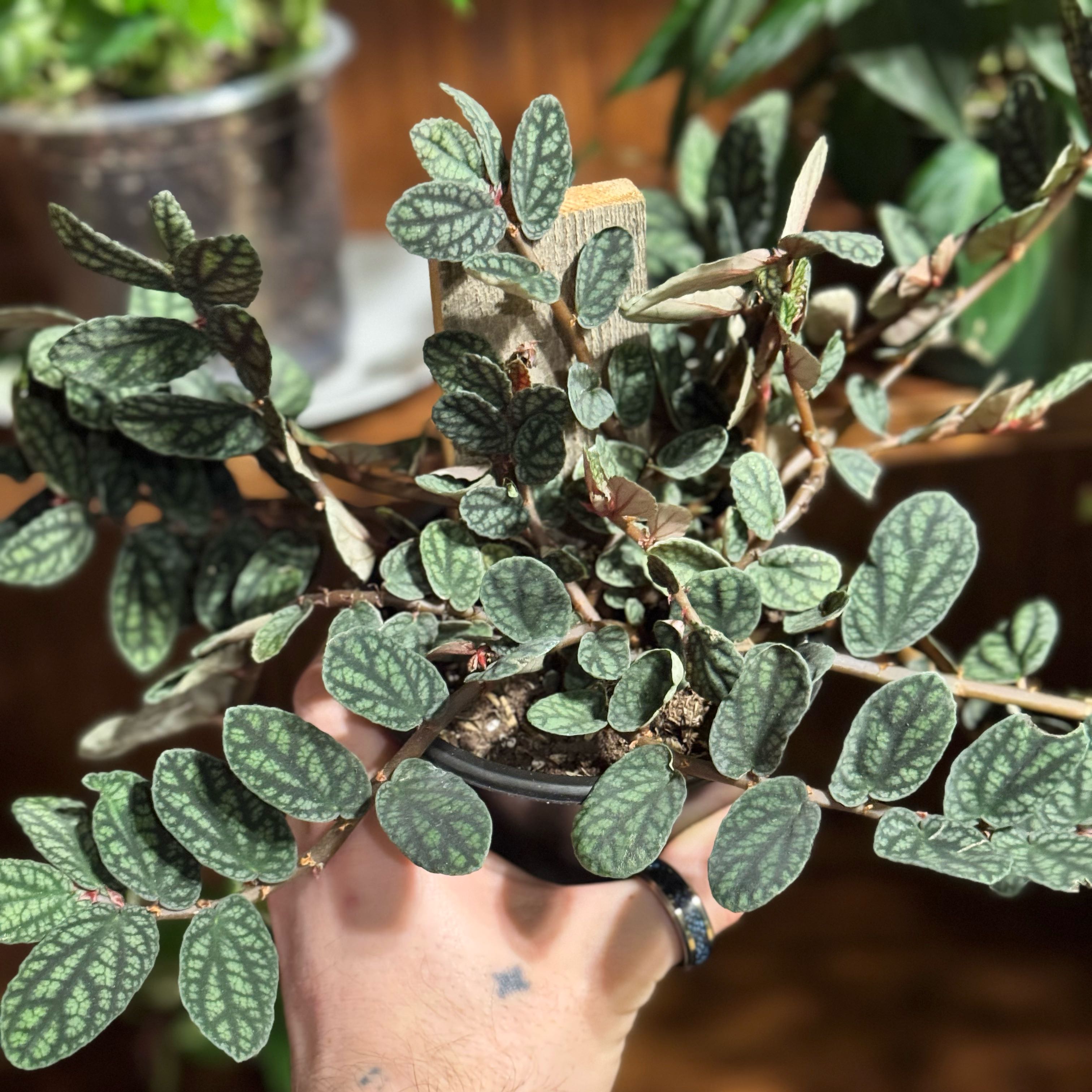 Photo of the plant species Polynesian Ivy by @zSabaki named Rihanna on Greg, the plant care app