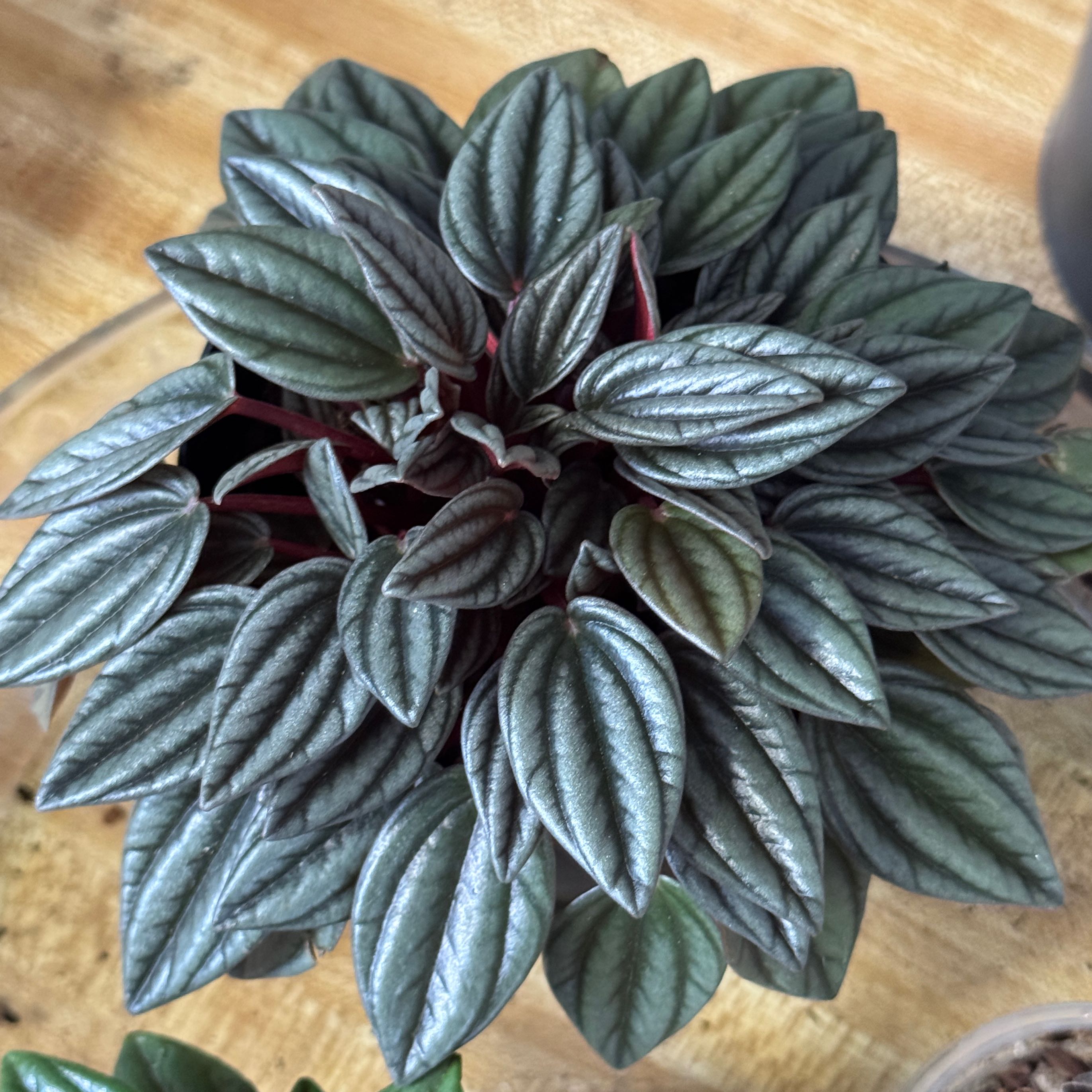 Photo of the plant species Peperomia San Marino by @zSabaki named San Marino on Greg, the plant care app