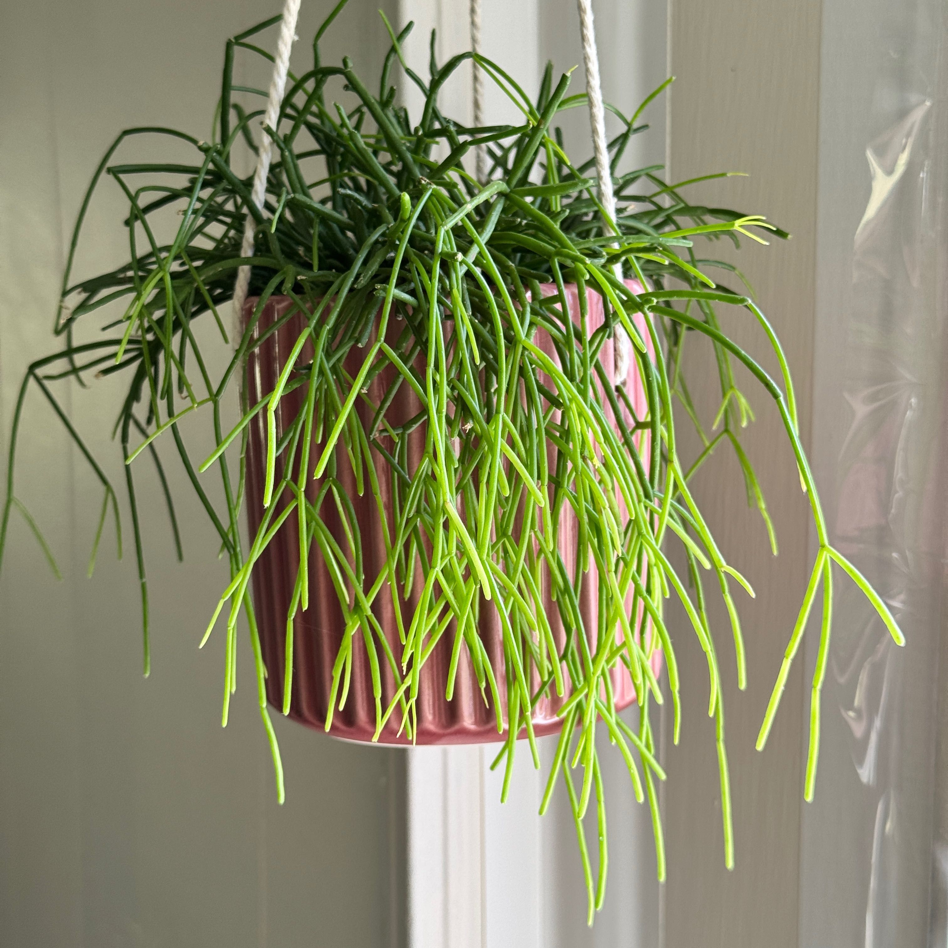 Photo of the plant species Rhipsalis baccifera by @zSabaki named Beckham on Greg, the plant care app