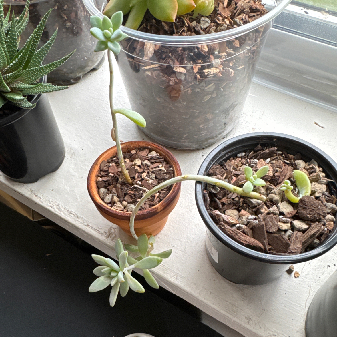 Photo of the plant species Graptosedum 'Darley Sunshine' by @zSabaki named Hamilton on Greg, the plant care app