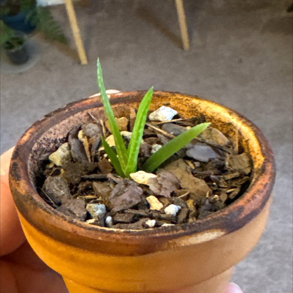 Photo of the plant species Aloe by @zSabaki named Zeus on Greg, the plant care app