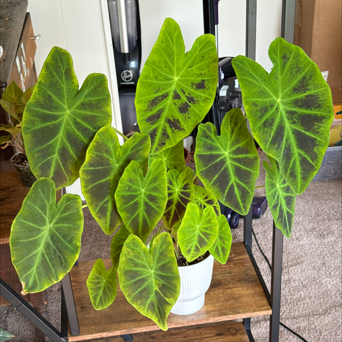 Photo of the plant species TT by @zSabaki named Baesil on Greg, the plant care app