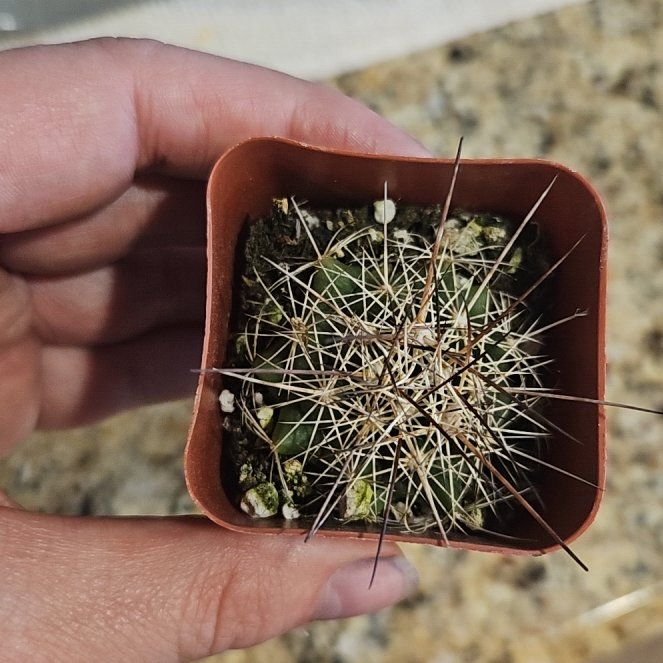 Photo of the plant species Big Needle Cactus by @ProMelon20 named Plato on Greg, the plant care app