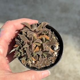 Photo of the plant species Aloinopsis rubrolineata by @WiseCurlyheads named Lola on Greg, the plant care app