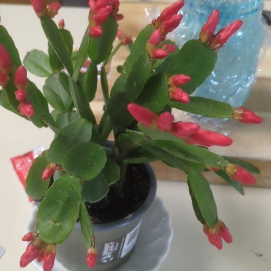 Photo of the plant species Assorted Rhipsalidopsis by @EagerZucchini29 named Mario on Greg, the plant care app