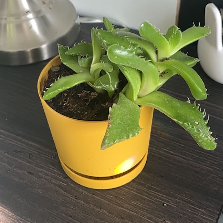 Photo of the plant species Varigated Tiger's Jaw by @KenziesHideaway named Tigger on Greg, the plant care app