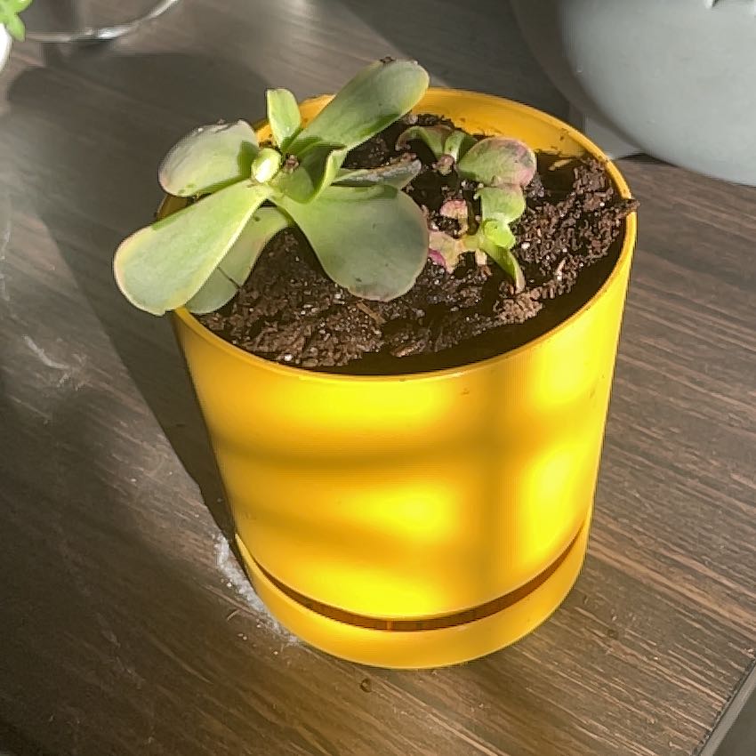 Photo of the plant species Pink Jade by @KenziesHideaway named Jaydon on Greg, the plant care app