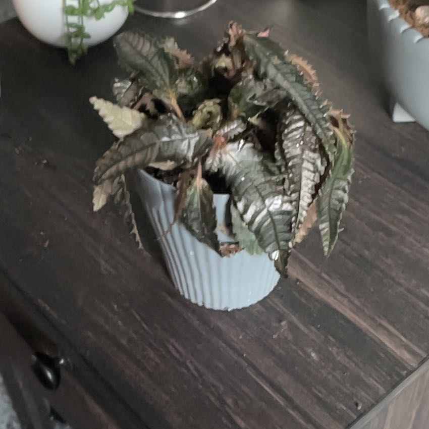 Photo of the plant species Pilea 'Black Mystery' by @KenziesHideaway named Vix on Greg, the plant care app