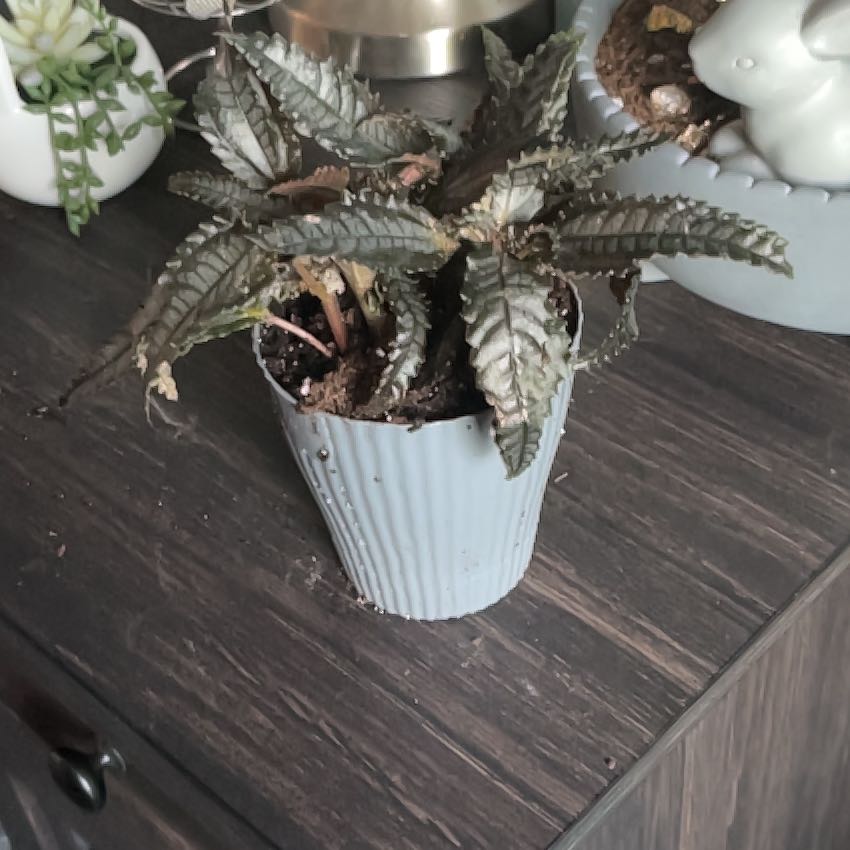 Photo of the plant species Pilea 'Black Mystery' by @KenziesHideaway named Azriel on Greg, the plant care app