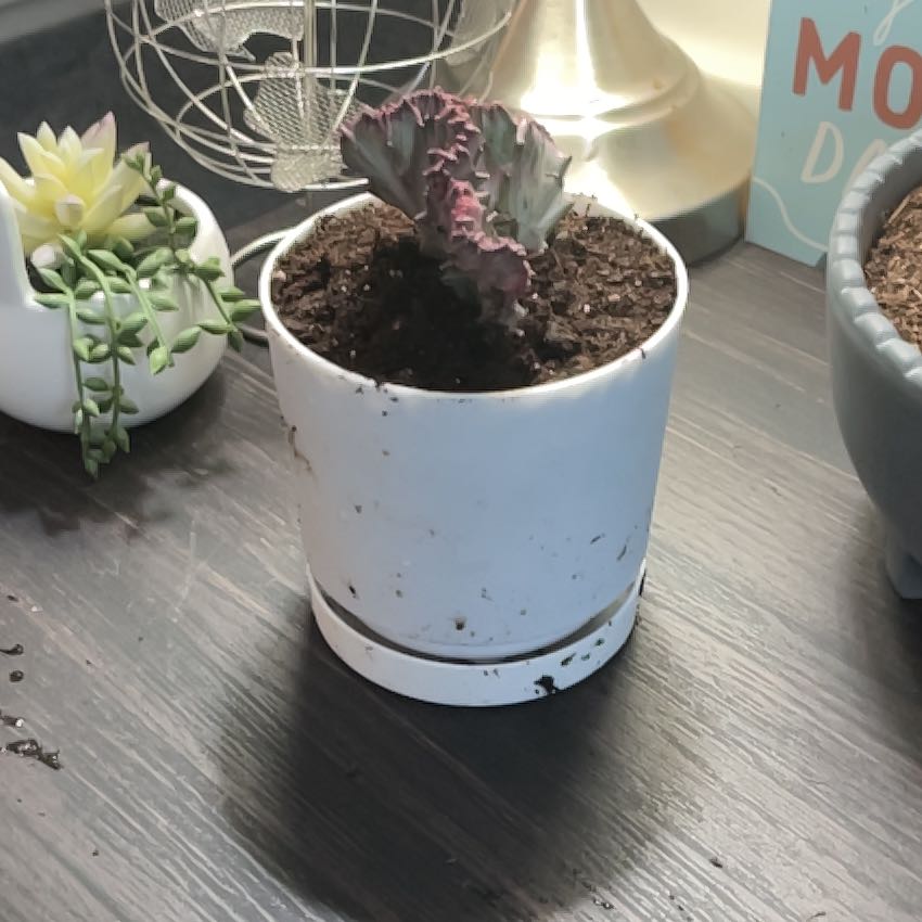 Photo of the plant species Crested Elkhorn by @KenziesHideaway named Taylor Swift on Greg, the plant care app