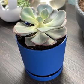 Photo of the plant species Echeveria 'Dusty Rose' by @KenziesHideaway named Lysandra on Greg, the plant care app