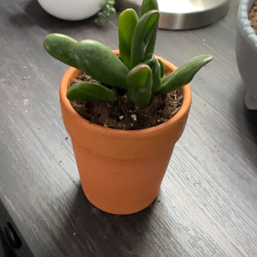 Photo of the plant species Variegated ET's Fingers by @KenziesHideaway named Hybern on Greg, the plant care app