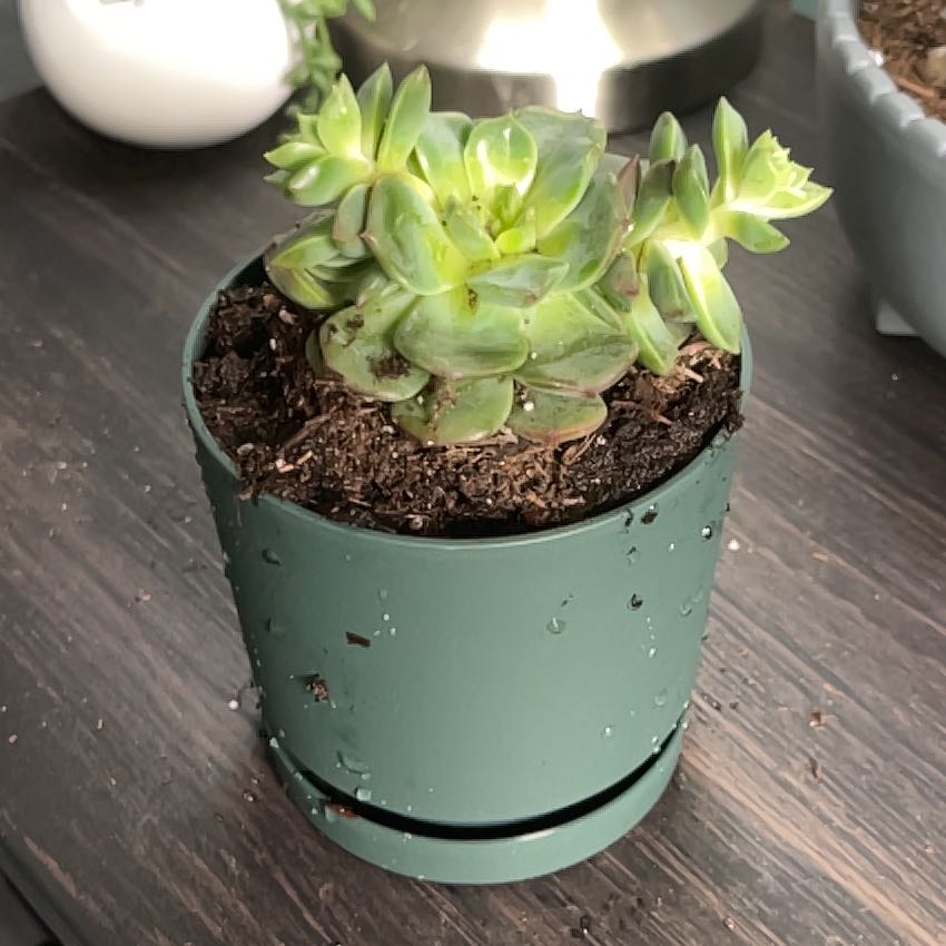 Photo of the plant species Echeveria 'Elfstone' by @KenziesHideaway named Aedion on Greg, the plant care app