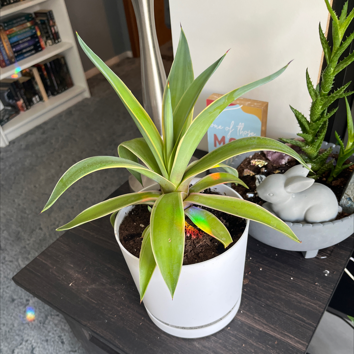 Photo of the plant species Agave desmetiana 'Variegata' by @KenziesHideaway named Sweetie Todd on Greg, the plant care app