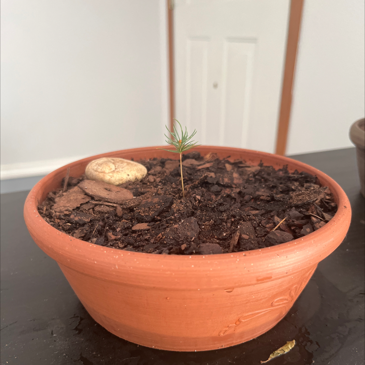 Photo of the plant species Colorado Blue Spruce by @KenziesHideaway named Bluey on Greg, the plant care app