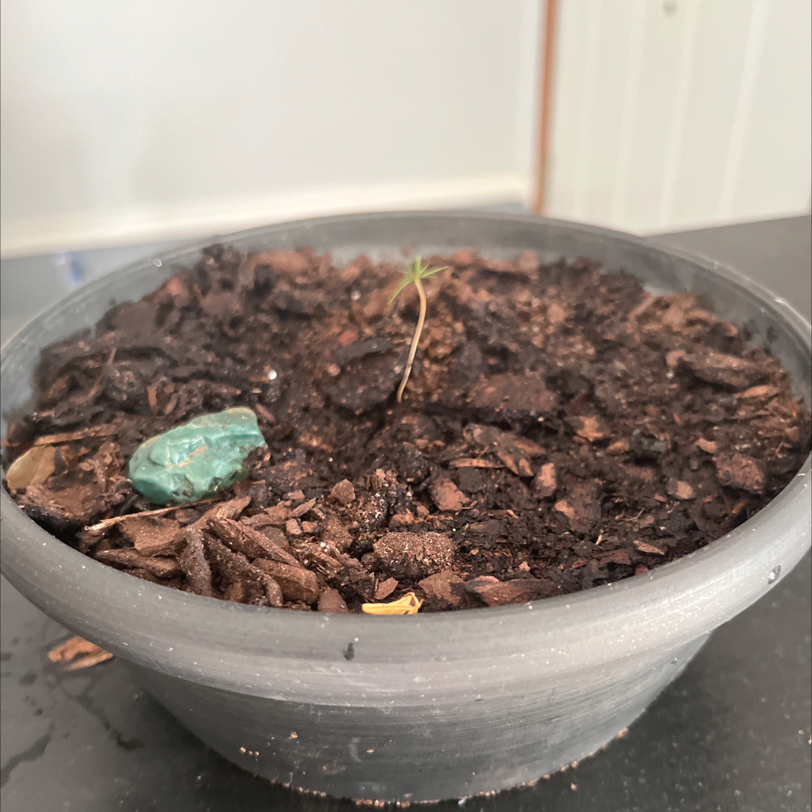 Photo of the plant species Black Spruce Bonsai by @KenziesHideaway named Stella on Greg, the plant care app