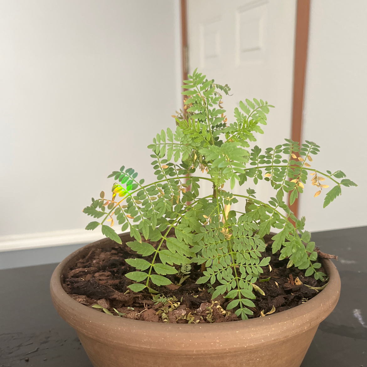Photo of the plant species Brazilian Rosewood by @KenziesHideaway named Selaira on Greg, the plant care app