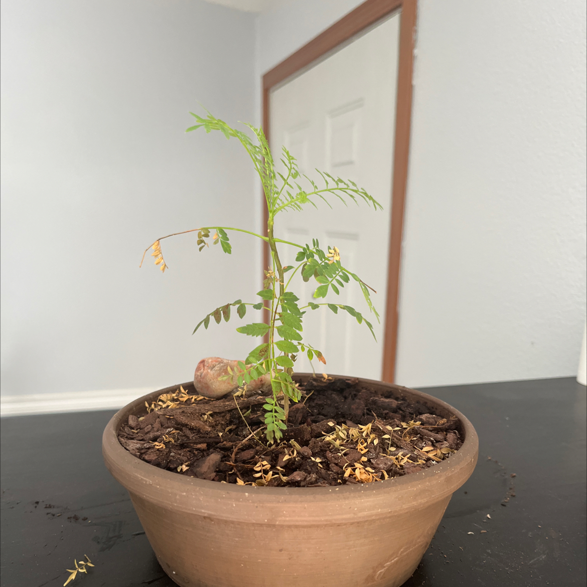 Photo of the plant species Brazilian Rosewood by @KenziesHideaway named Serenya on Greg, the plant care app