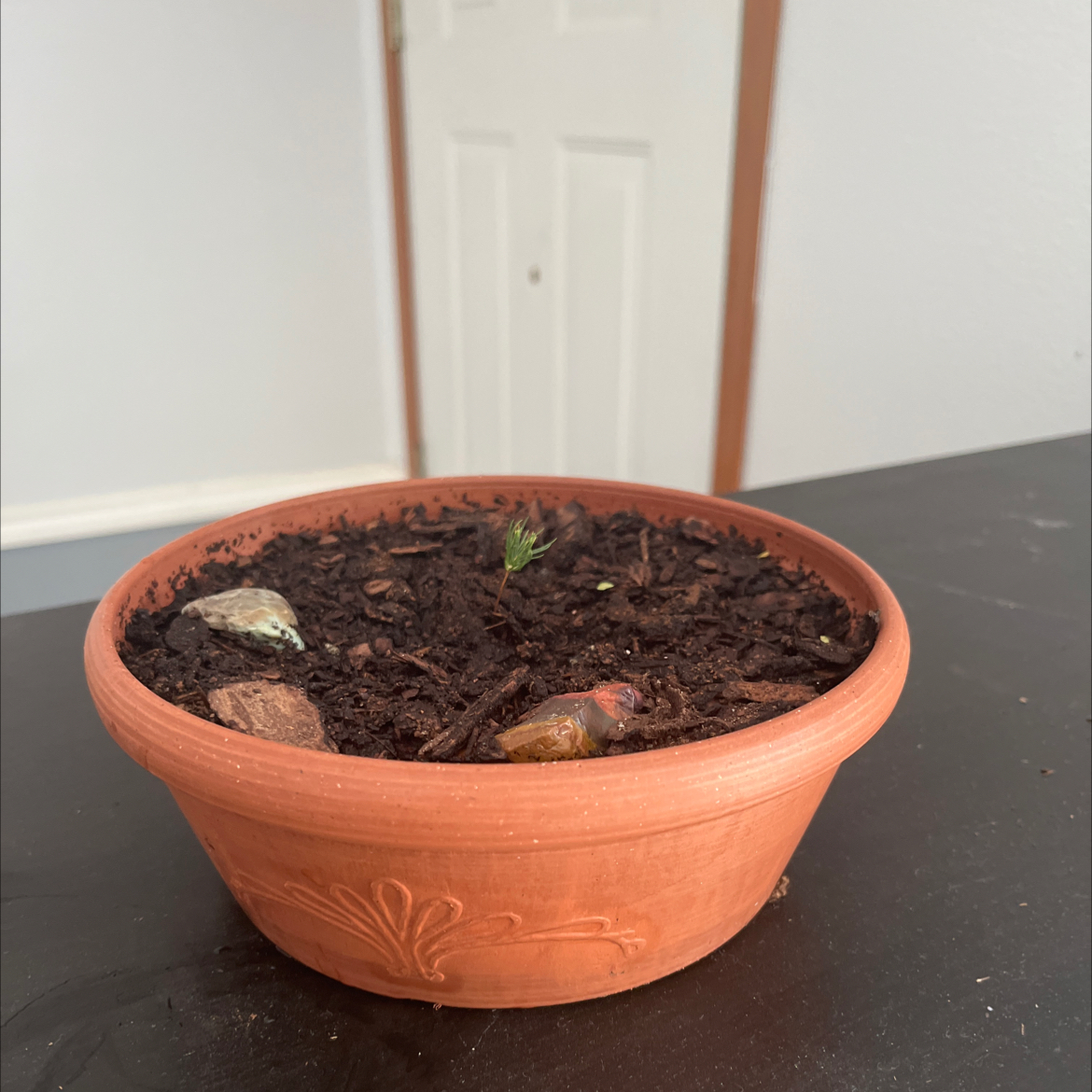 Photo of the plant species Colorado Blue Spruce by @KenziesHideaway named Bingo on Greg, the plant care app