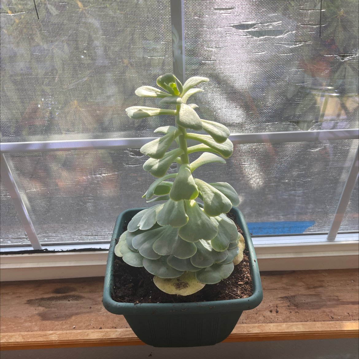 Photo of the plant species Succulent by @KenziesHideaway named Vixxy on Greg, the plant care app