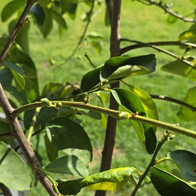 Photo of the plant species Lemon and Lime Tree by @AcademicCorn57 named Walt on Greg, the plant care app