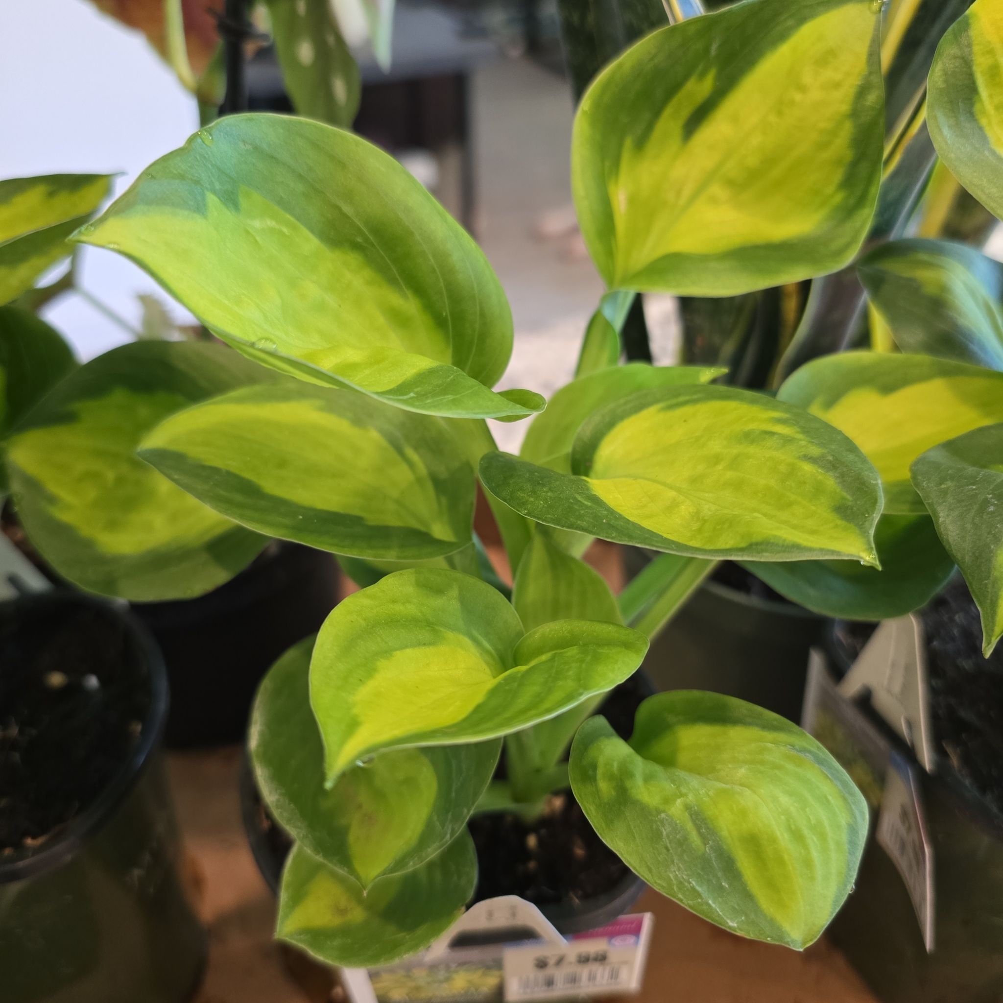 Photo of the plant species Rainforest Sunrise Hosta by @AcademicCorn57 named Harmony on Greg, the plant care app