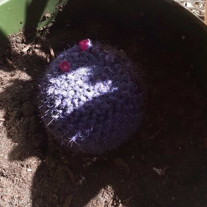 Photo of the plant species Kosmik Kaktus-a Asst by @WinLuckynut48 named Carrie on Greg, the plant care app
