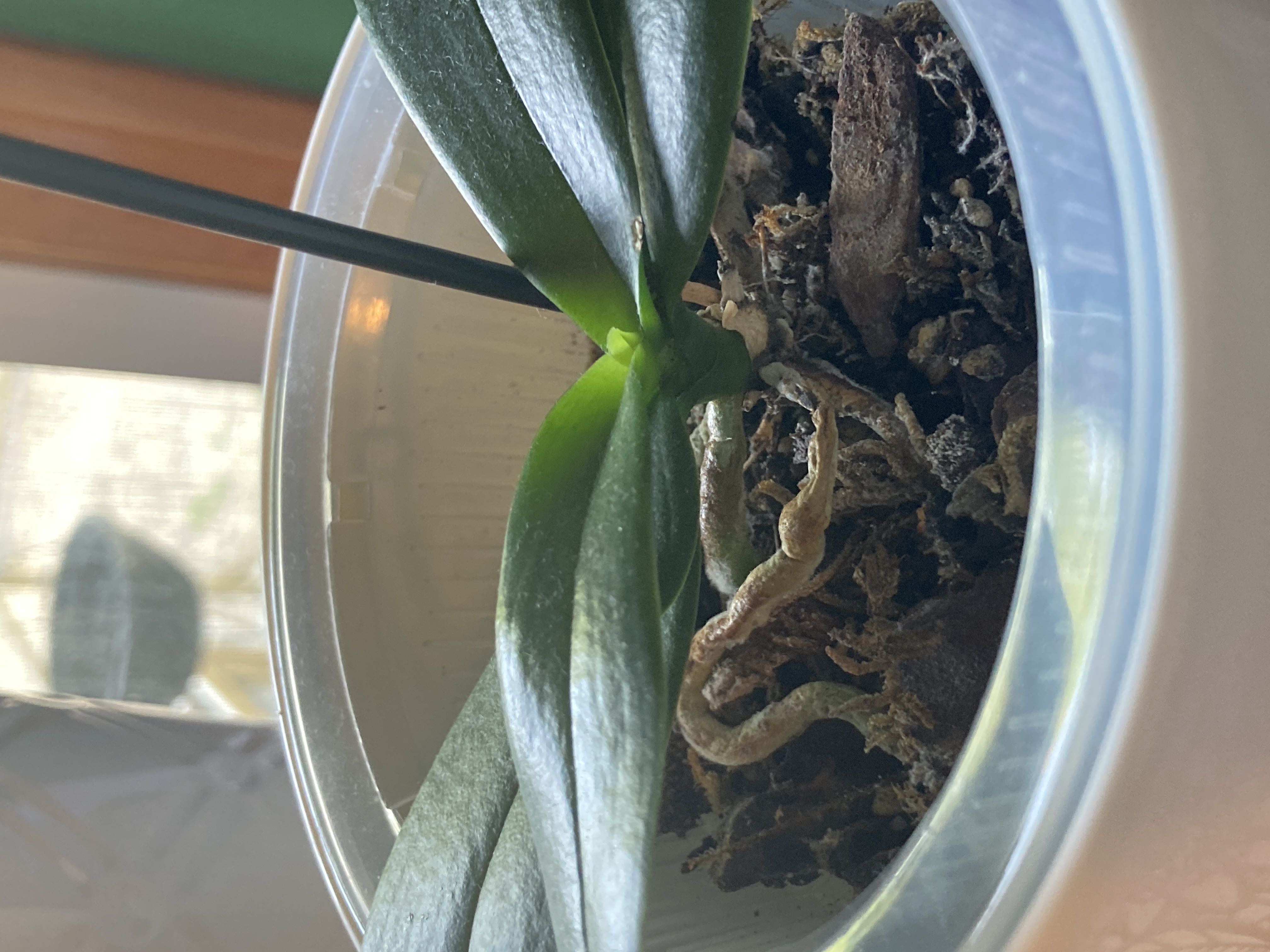  Propagating Phalaenopsis Orchid: The Ultimate Guide Bildidee 
