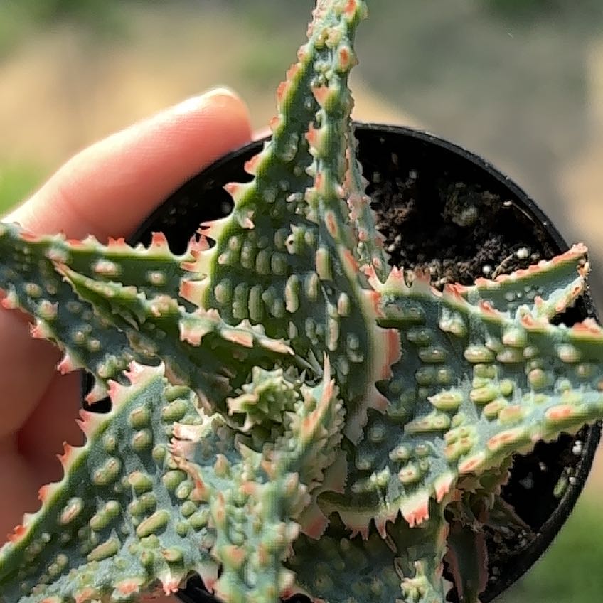 Photo of the plant species Aloe 'Oik' by @HeroPokaka95 named Hamilton on Greg, the plant care app