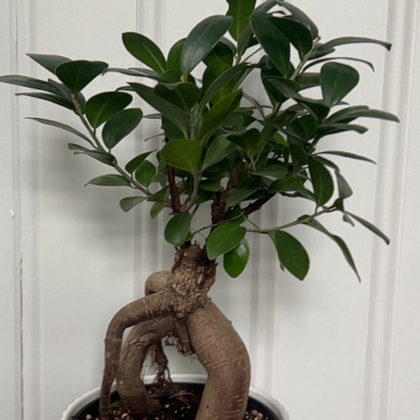 Photo of the plant species Fuchsia 'Bonzai Overijsel' by @Plantz02 named Winston on Greg, the plant care app