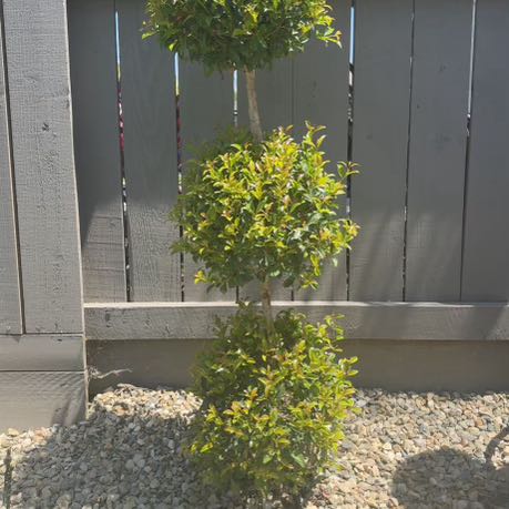 Photo of the plant species Eugenia by @HunkyFoxgrape80 named Curie on Greg, the plant care app