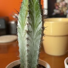 Photo of the plant species Chichituna by @TrueAmaumaufern named Coco on Greg, the plant care app