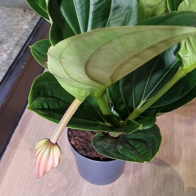 Photo of the plant species Showy Medinilla by @SucculentGrass named Hamilton on Greg, the plant care app