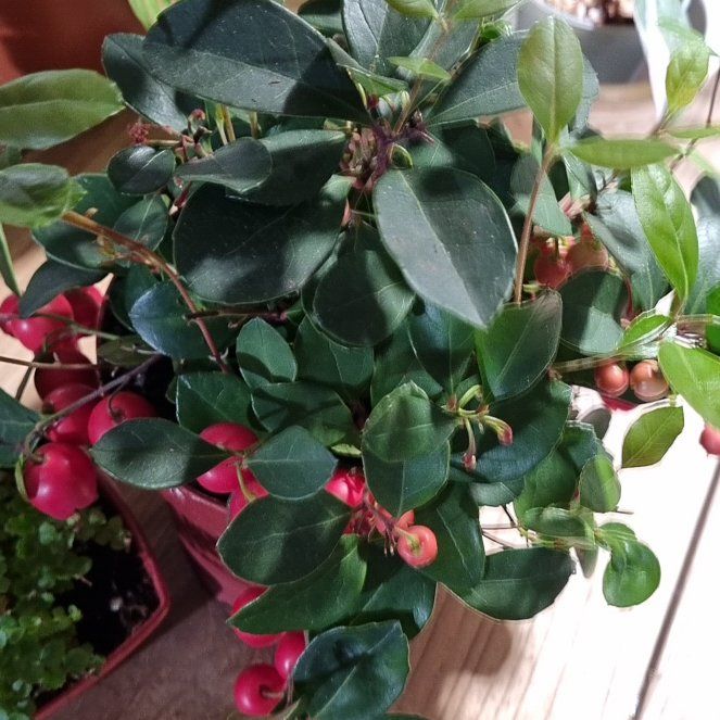 Photo of the plant species Eastern Teaberry by @SucculentGrass named Demi on Greg, the plant care app