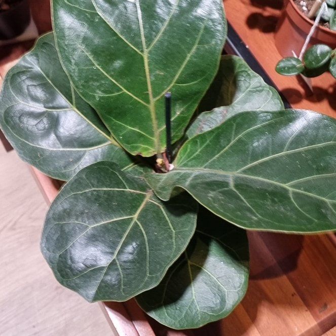 Photo of the plant species Little Fiddle by @SucculentGrass named Oscar on Greg, the plant care app