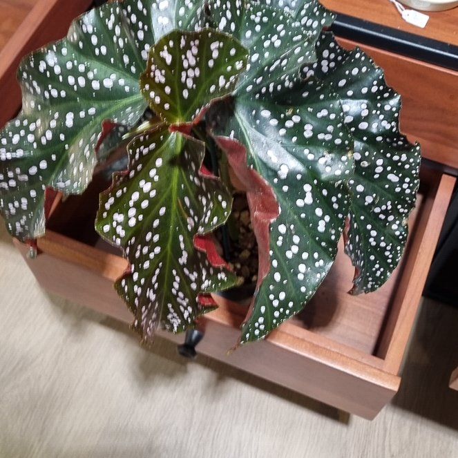 Photo of the plant species Begonia Cracklin Rosie by @SucculentGrass named Drake on Greg, the plant care app