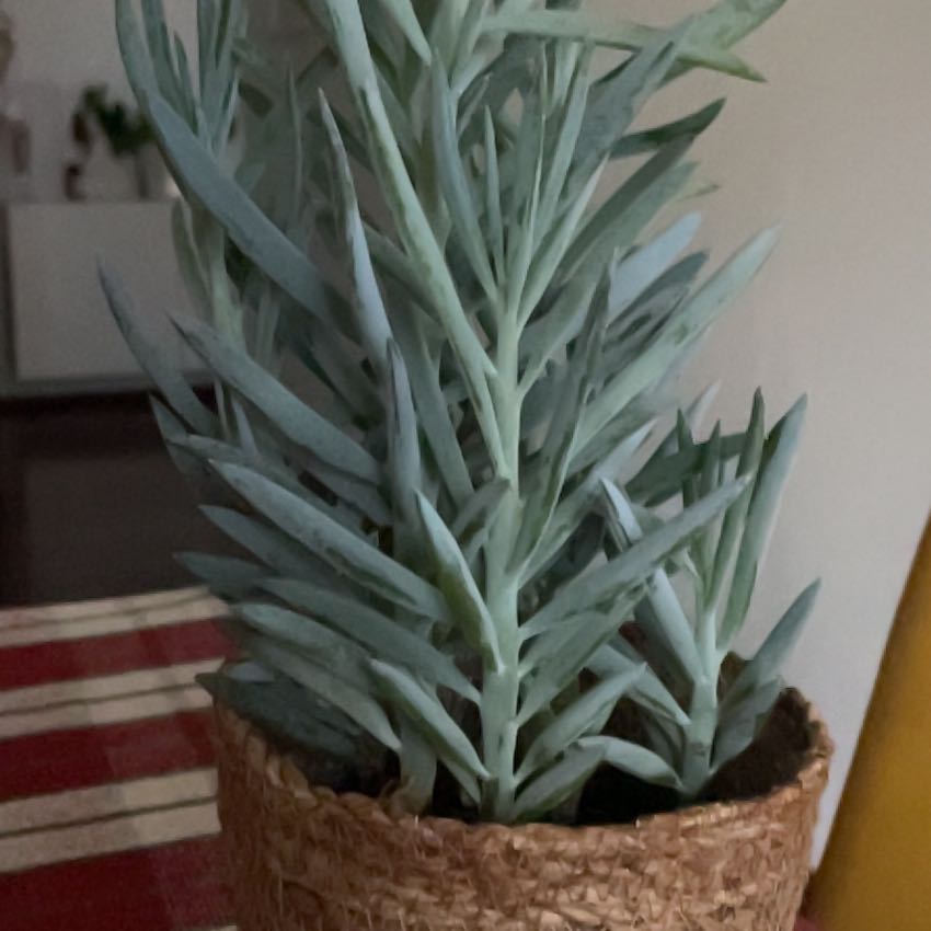 Photo of the plant species Skyscraper Senecio by @DandyWildflower named Juni on Greg, the plant care app