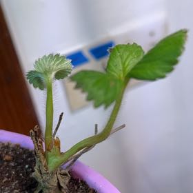 Photo of the plant species Albion Strawberry by @ZingFanpalm58 named albion 3 on Greg, the plant care app