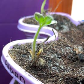 Photo of the plant species Albion Strawberry by @ZingFanpalm58 named albion 1 on Greg, the plant care app