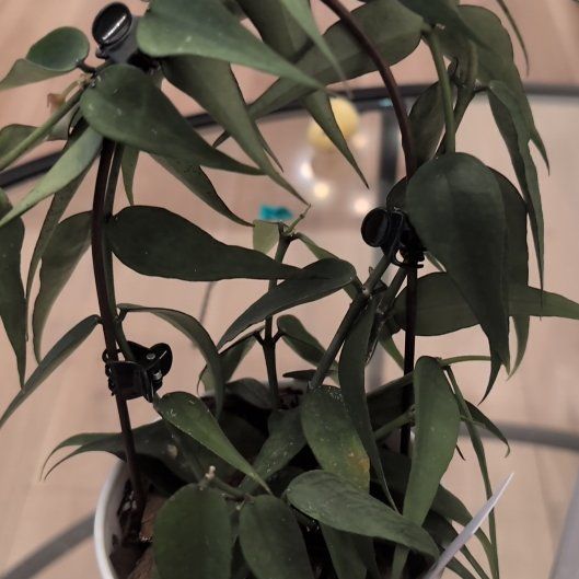 Photo of the plant species Hoya Burma by @FunnyOxtongue82 named Baesil on Greg, the plant care app