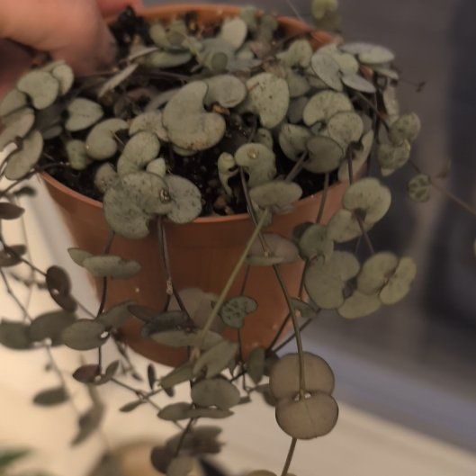 Photo of the plant species String of Hearts 'Silver Glory' by @FunnyOxtongue82 named Keanu Leaves on Greg, the plant care app