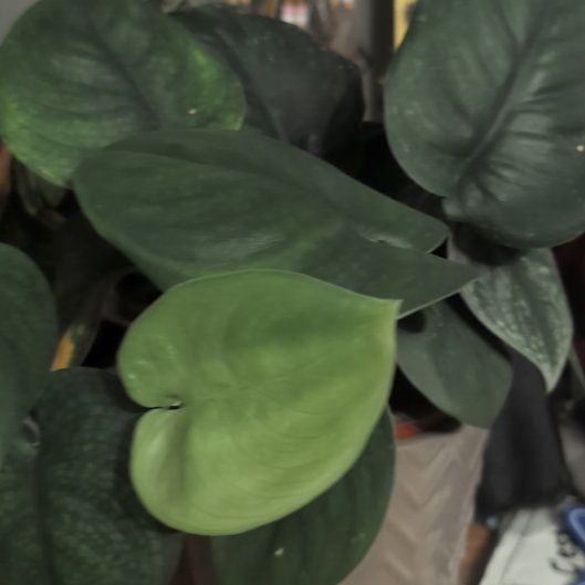 Photo of the plant species Blue Aurea Pothos by @FunnyOxtongue82 named Mochi on Greg, the plant care app