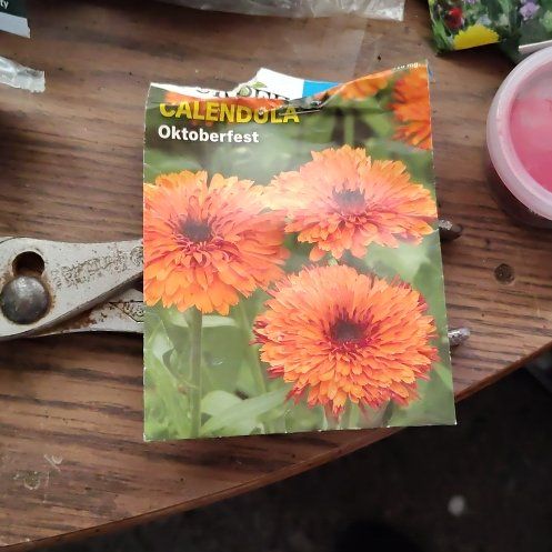 Photo of the plant species Calendula 'Oktoberfest' by @ExpensiveRosea named Zeus on Greg, the plant care app