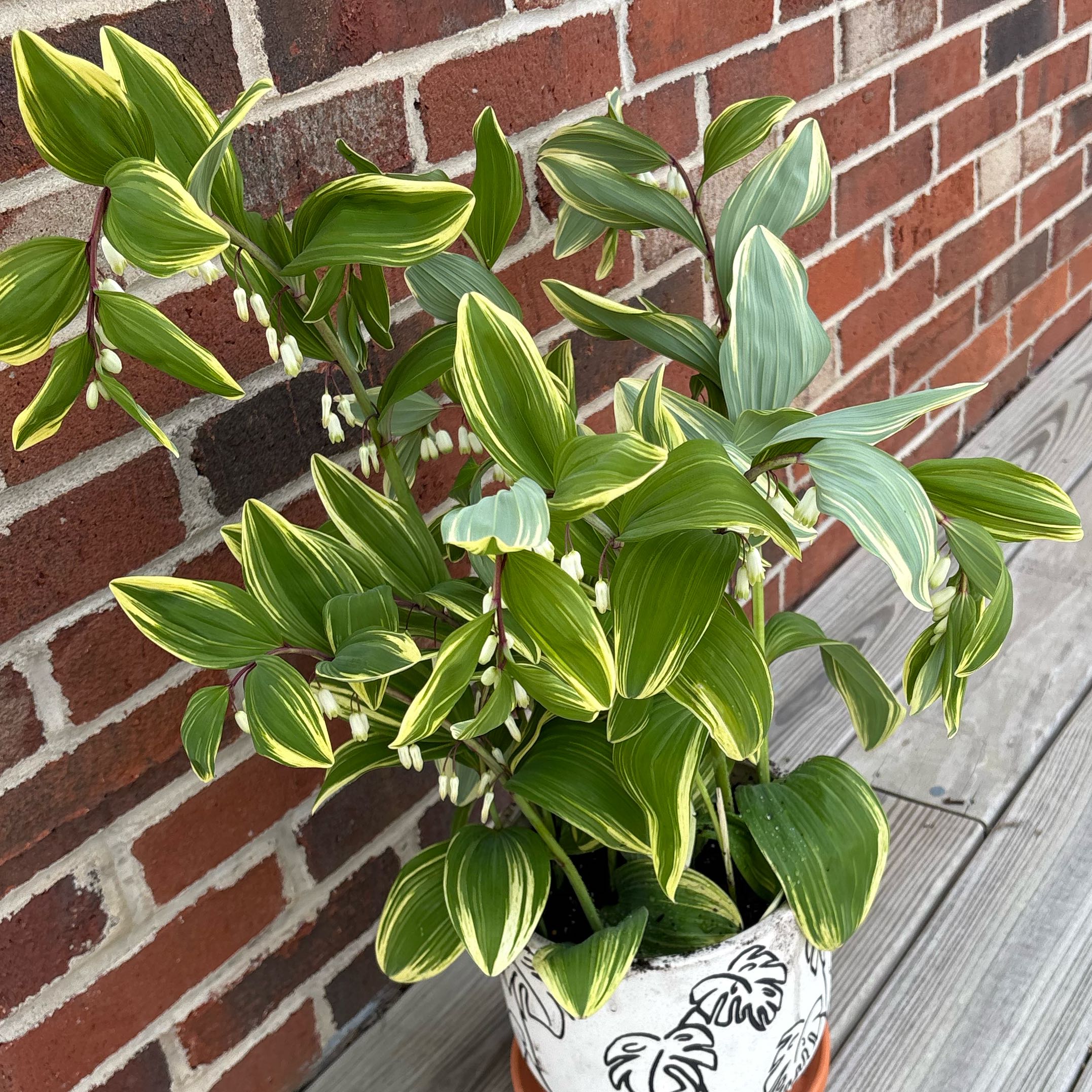 Photo of the plant species Polygonatum falcatum var. trichosanthum by @TurtallyKewl named Duke on Greg, the plant care app