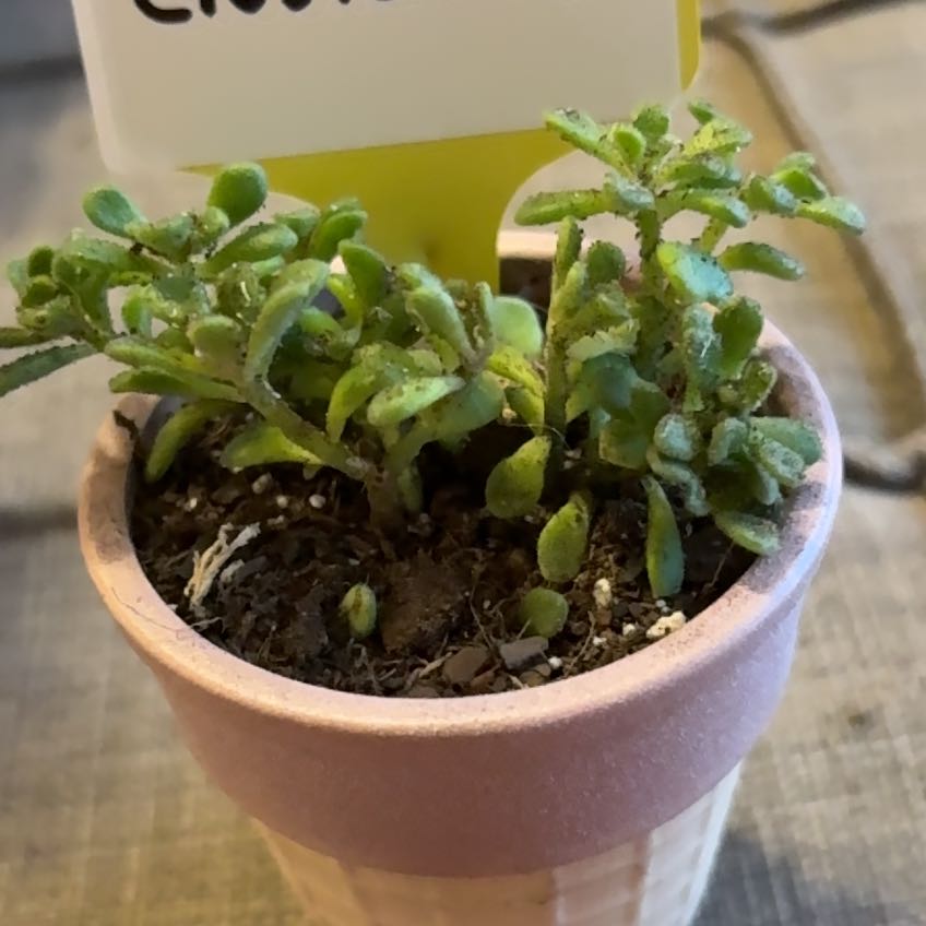 Photo of the plant species Irish bouquet by @TurtallyKewl named Gustavus on Greg, the plant care app