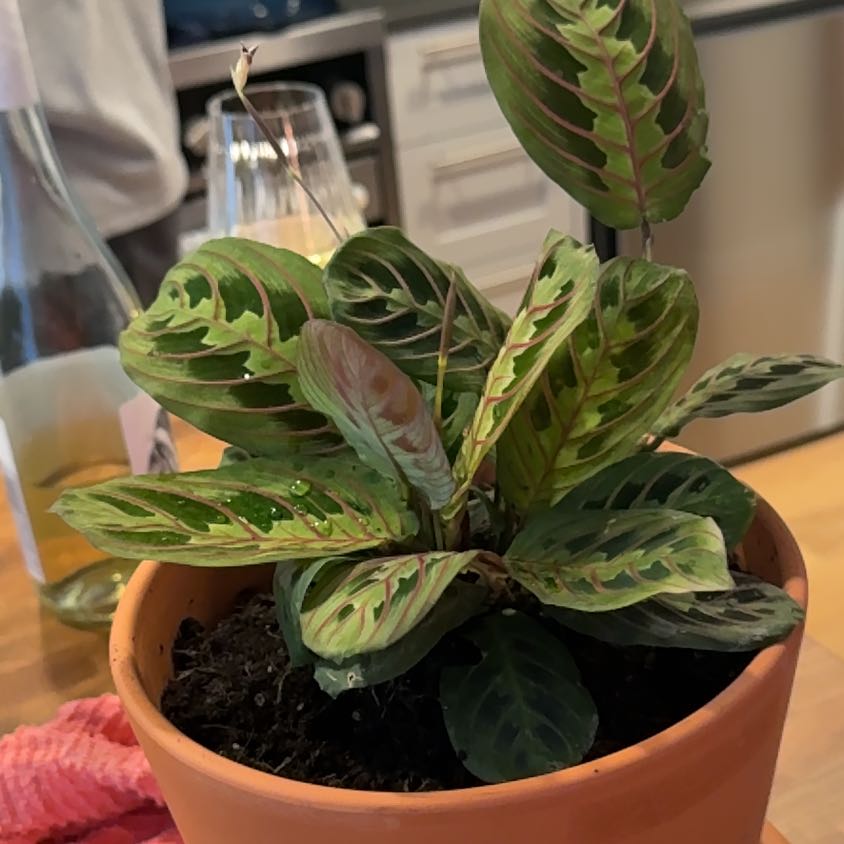 Photo of the plant species calathea ornata by @HeadZinnia64 named Master Oogway on Greg, the plant care app