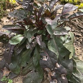 Photo of the plant species Western Marsh Rosemary by @BoldSkyplant45 named Achilles on Greg, the plant care app
