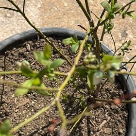 Photo of the plant species Highland Blueberry by @UberRosemoss67 named Gates on Greg, the plant care app