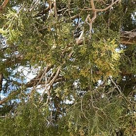 Photo of the plant species Juniper Mistletoe by @UberRosemoss67 named Duke on Greg, the plant care app