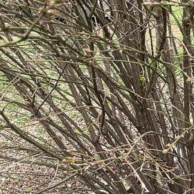 Photo of the plant species Red Huckleberry by @RealCarrot17 named Alex on Greg, the plant care app